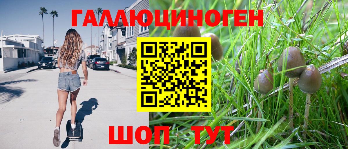 Псилоцибиновые грибы Psilocybine cubensis Нерюнгри